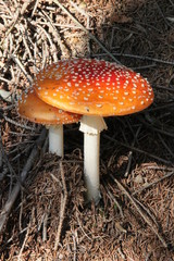 Fliegenpilze im Wald