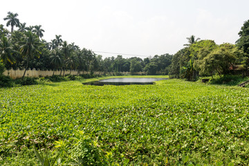 Fototapeta na wymiar pond of Uttara Gano Bhaban