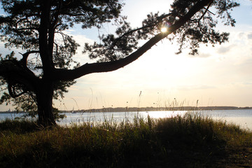 Sonnenuntergang hinter Baum an der Ostsee