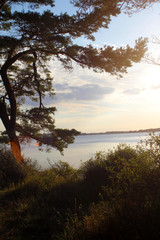 Sonnenuntergang hinter Baum an der Ostsee