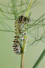 bruco di farfalla macaone (Papilio machaon) su ramo di finocchietto, alimento preferito