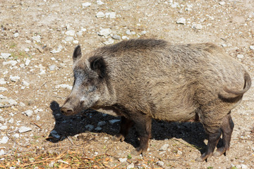 Pig