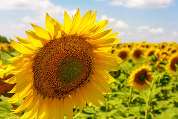 Fototapeta premium Sunflower