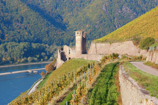 Die Burg Ehrenfels zwischen Rüdesheim und Assmannshausen (Oktober 2015)