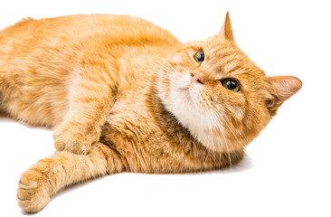 Proud ginger cat is lying