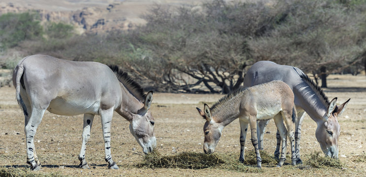 Family Of Somali Wild Donkey (Equus Africanus). This Species Is Extremely Rare Both In Nature And In Captivity. 