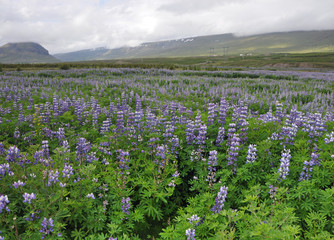 Lupinen auf Island