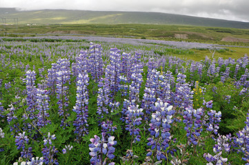 Lupinen auf Island