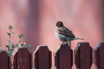 male house sparrow looking back