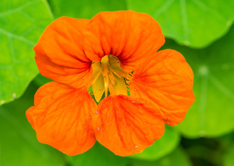 Orange Nasturtium