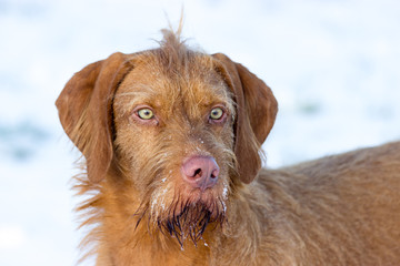 brauner Mischlingsschnauzer mit Schnee an der Schnauze 