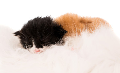  cat nursing newborn kitten.