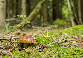 Small mushroom