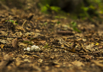 Small mushrooms