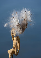 Autumn Milkweed seeds and plant silk 