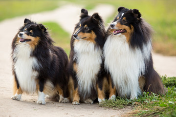 Three black Sheltie dog breed sitting in the background of green field
