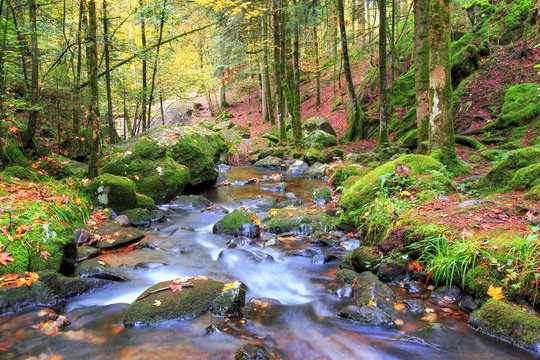 Paysage automnal / paysage aux couleurs d'automne en forêt Vosgienne