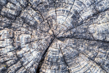 Old wood texture