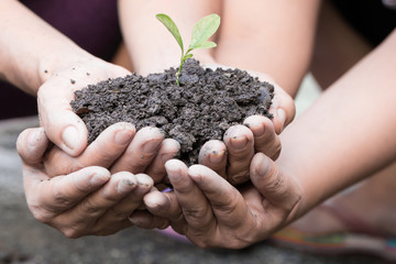 Cupped hands holding a green plant