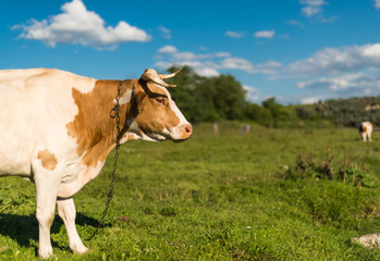 Fototapeta na wymiar Cow grazing in the meadow