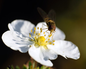 Schwebefliege