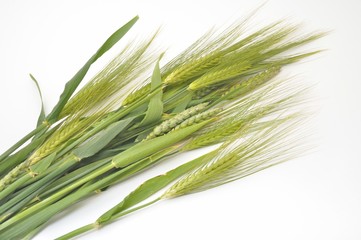 Fototapeta premium Wheat