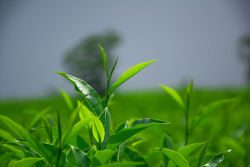Tea leaves in tea plantation
