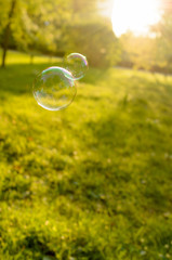Soap bubbles floating on a green lawn.