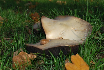 Uneatable mushrooms © dagabu