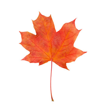 maple leaf red autumn