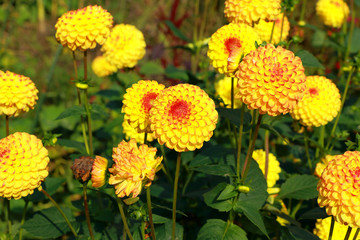 Small bunch of Yellow Dahlias / A small group of beautiful yellow Dahlias