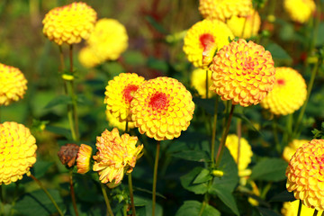 Yellow Dahlias / A small group of beautiful yellow Dahlias