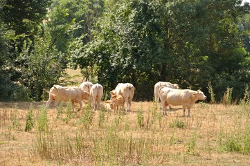 Obraz na płótnie Canvas Cows in meadows