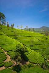 Fototapeta na wymiar Tea fields in the mountain area in Nuwara Eliya, Sri Lanka 