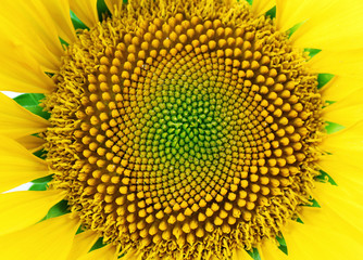 Beautiful bright sunflower close up
