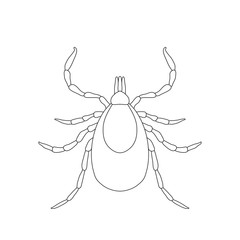 Tick parasite. Sketch of Tick. Mite. Tick isolated on white