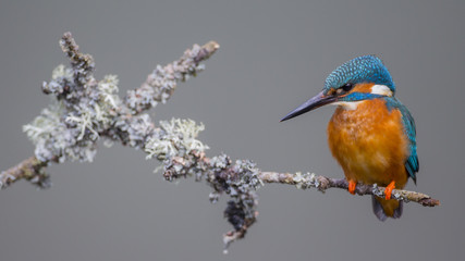 Kingfisher