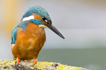 Kingfisher Bird
