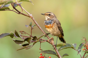 Bluethroat outdoors sits on a cane