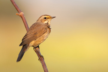 Bluethroat outdoors sits on a cane