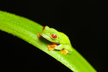 Red Eyed Green Tree Frog