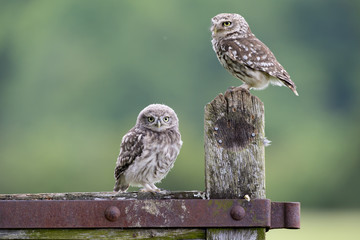 Little Owls