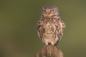 Little Owl Stare 