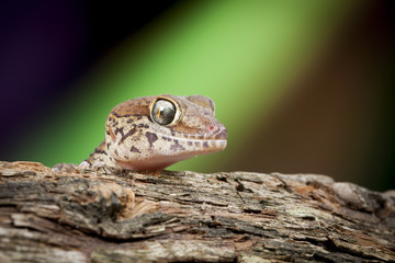 Madagascar Gecko
