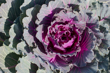 Purple cabbage aerial view