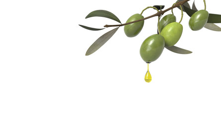 olive branch with oil drop 