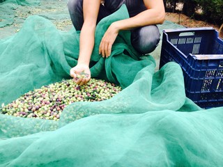 olives harvesting in Spain