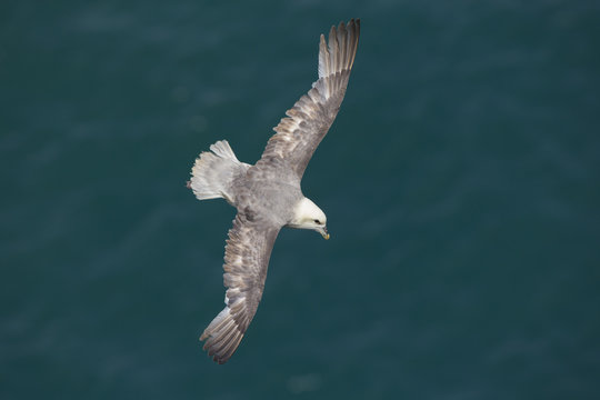 Fulmar