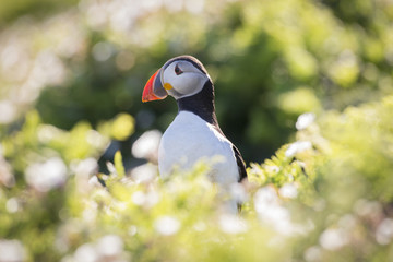 Fototapeta premium Puffin