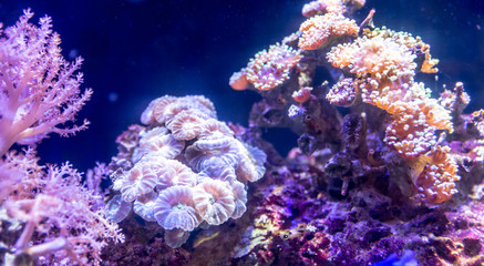 Coral reef in aquarium